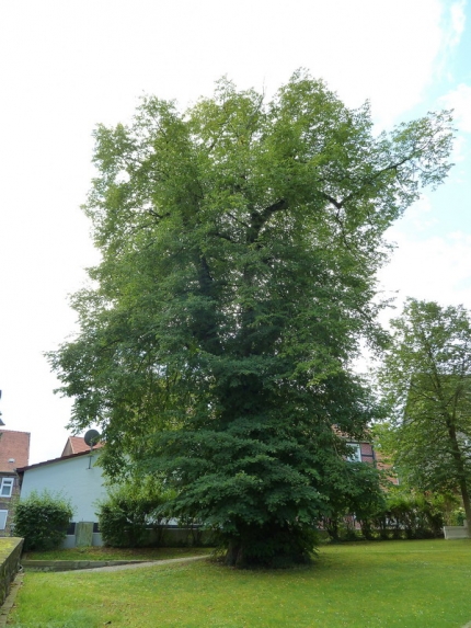 Bild 1 von Linde an der Kirche